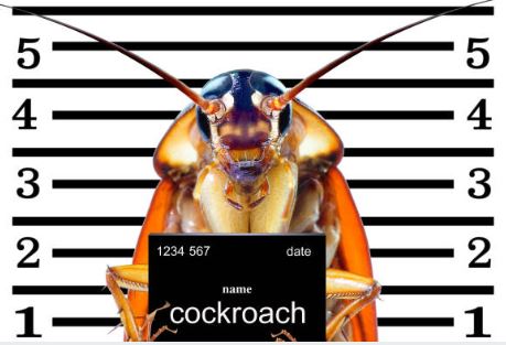 How to Identify Common Household Pests in the Maryland & DC Area