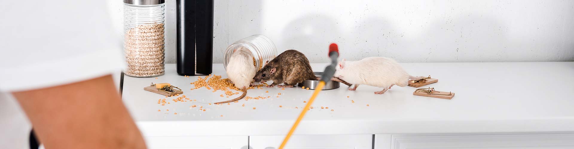 Learn about the mission and values of Pest Express DMV.