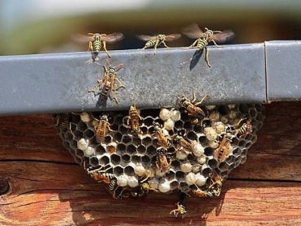 Find out how we ensure long-term pest prevention.