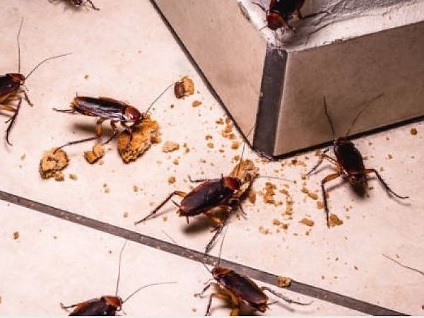 Explore the non-toxic products we use for bed bug extermination.