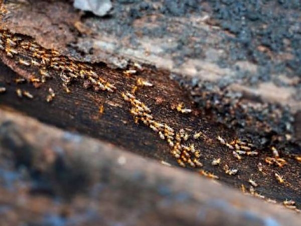 See the safe and effective methods we use for pest control.