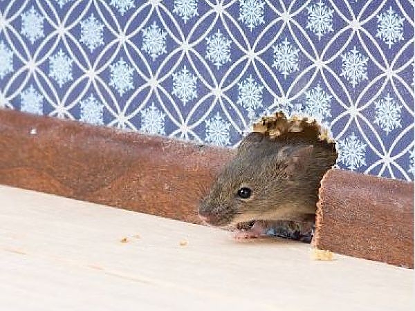 Discover the variety of pests we have eliminated from properties in Lanham.