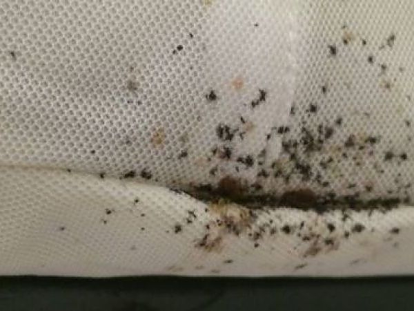 Learn about the different types of pests we control.